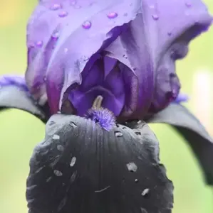 Iris 'Deep Black'