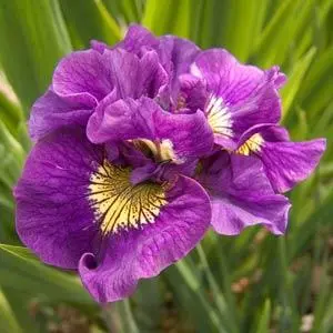 Image Credit:  Ball Horticultural Company