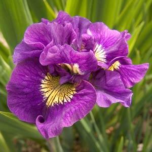 Image Credit:  Ball Horticultural Company
