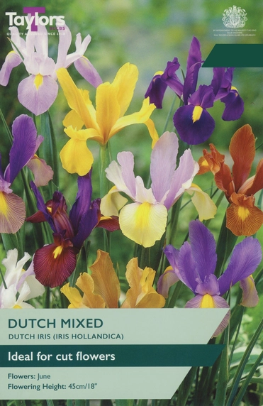 Iris Dutch Mixed