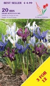Iris Dwarf reticulata Mix