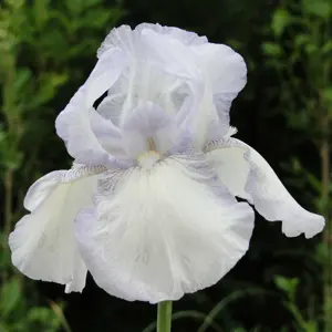 Picture - Ball Horticultural