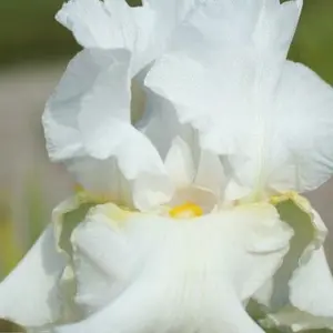 Iris germanica 'Glowing Seraphin'