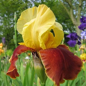 Iris 'Grand Chief'