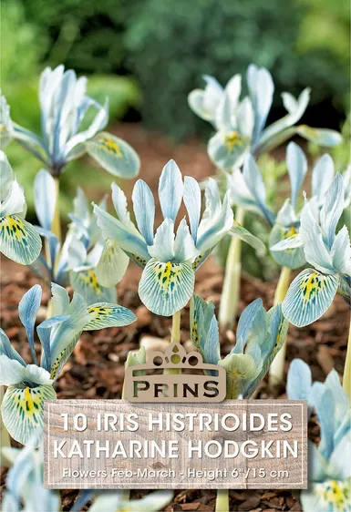 Iris histrioides Katharine Hodgkin