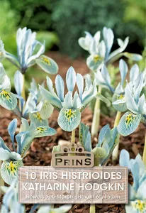 Iris histrioides Katharine Hodgkin