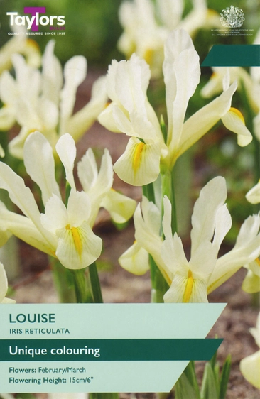 Iris histrioides Louise