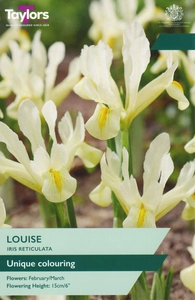 Iris histrioides Louise