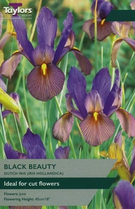 Iris hollandica Black Beauty