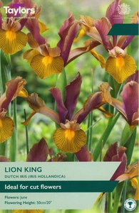 Iris hollandica Lion King