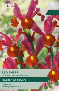 Iris hollandica Red Ember