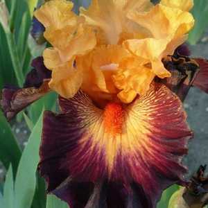 Iris 'Howard Weed'
