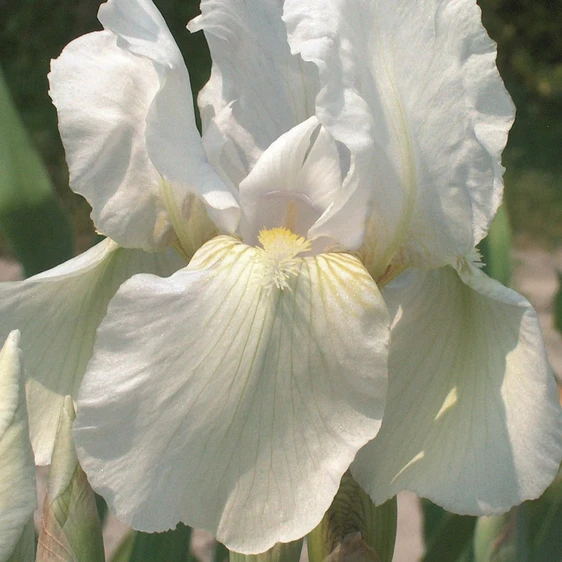 Picture - Ball Horticultural