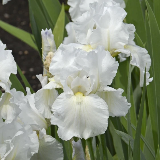 Picture - Ball Horticultural