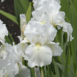 Picture - Ball Horticultural