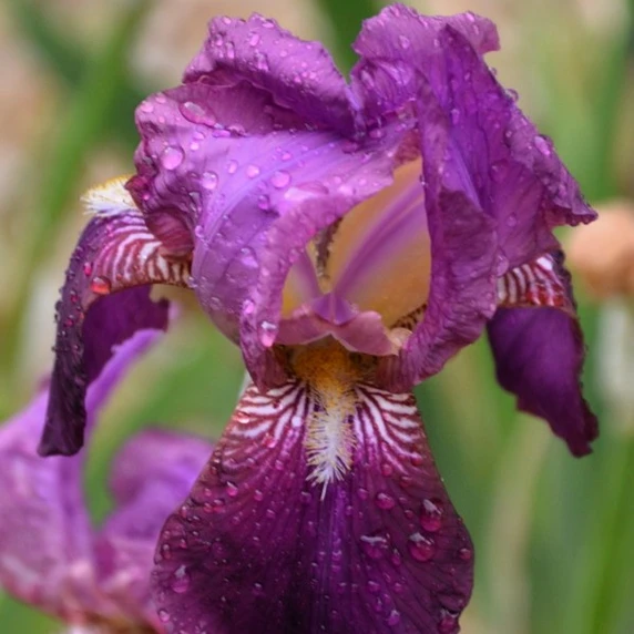 Iris germanica 'Imperator' 1L - image 1