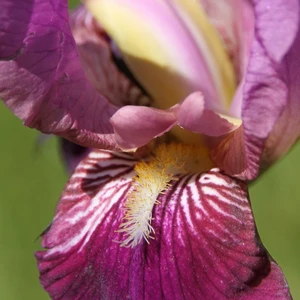 Iris germanica 'Imperator' 1L - image 2
