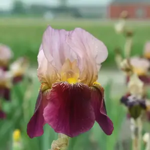 Iris germanica 'Indian Chief' 1L