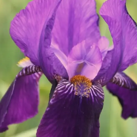 Iris germanica 'Joanna'