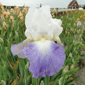 Iris germanica 'Mission Ridge' 3L