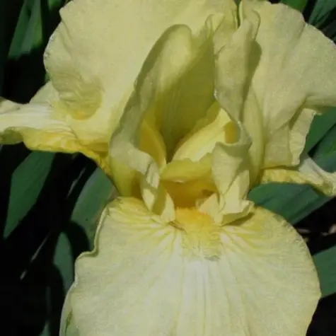 Iris germanica 'Moonlight'
