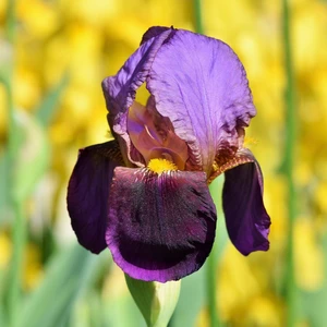 Iris germanica 'Nightfall'