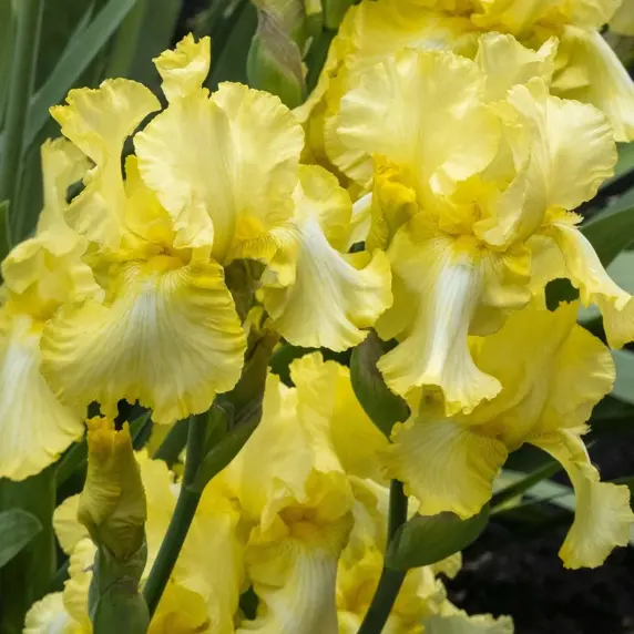 Iris germanica 'October Sun' - image 1