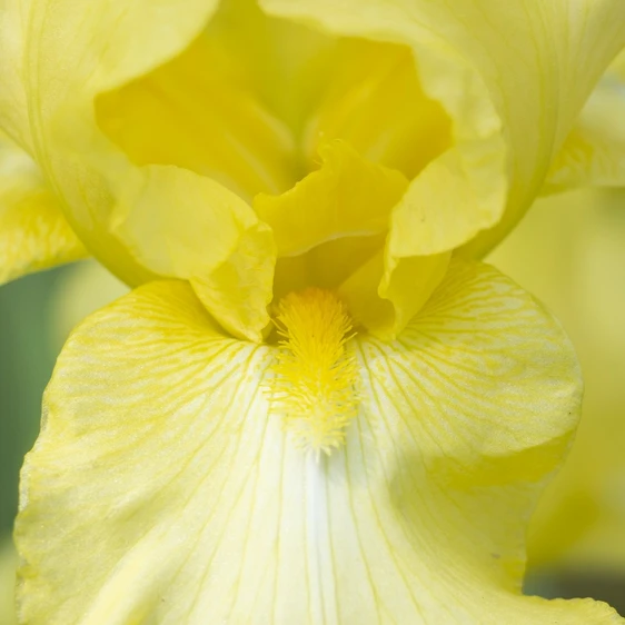 Iris germanica 'October Sun' - image 2