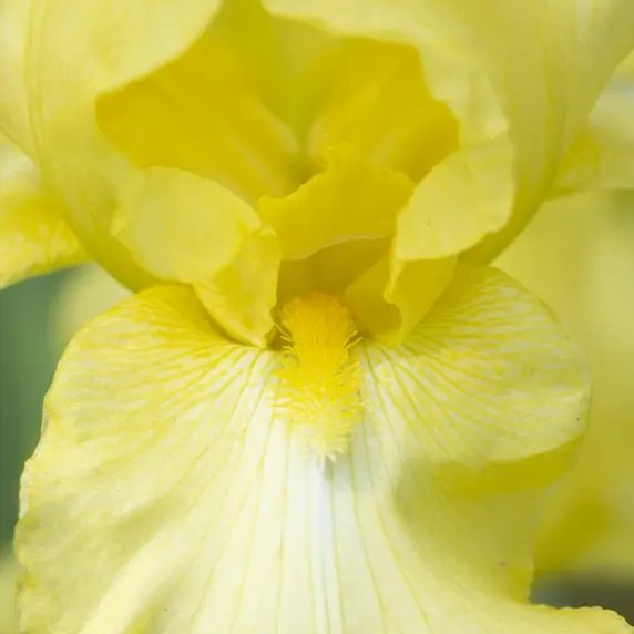 Iris germanica 'October Sun' - image 2