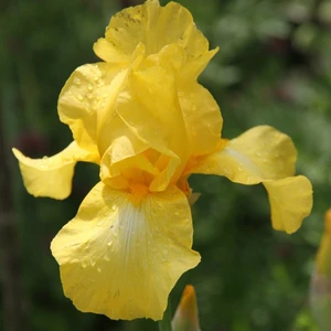 Iris germanica 'October Sun' - image 3