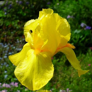 Iris germanica 'Ola Kala' 1.5L