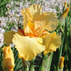 Picture - Ball Horticultural