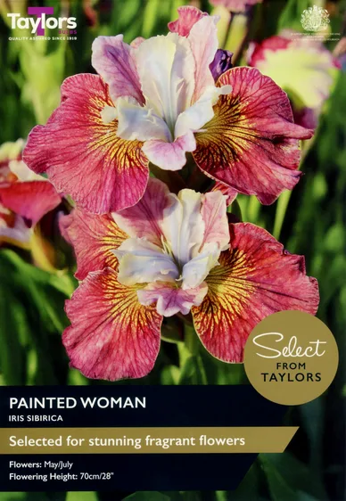 Iris Painted Woman