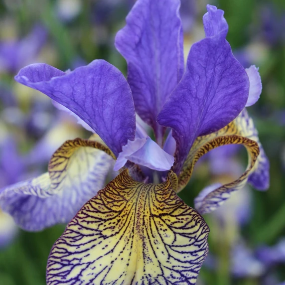 Image Credit: Walter Blom BV.