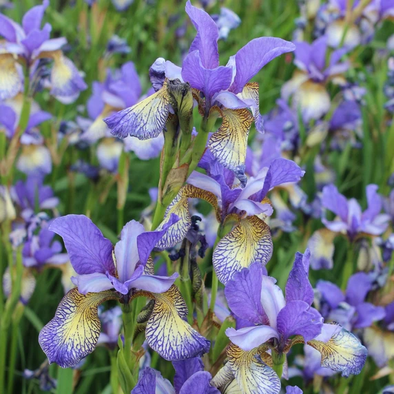 Image Credit: Walter Blom BV.