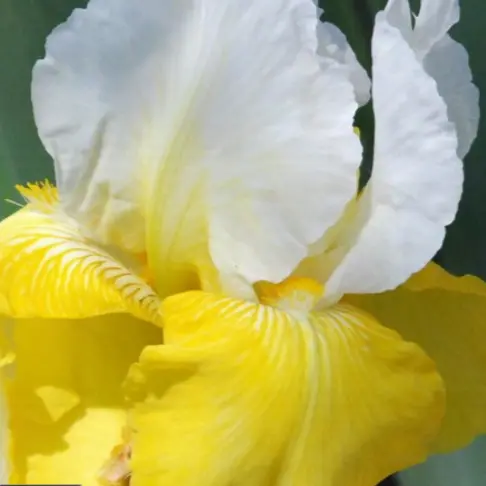 Iris germanica 'Pinnacle'
