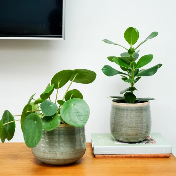 Ivyline Como Mint Planter Ø14cm - image 3