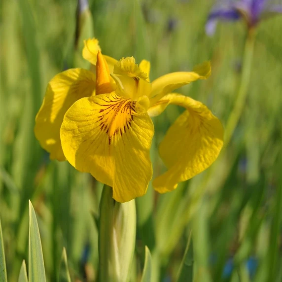 Iris pseudacorus 'Variegata'