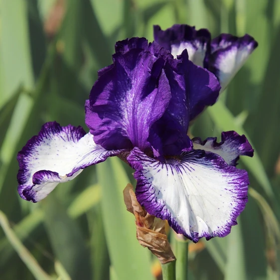 Iris germanica 'Rare Edition'