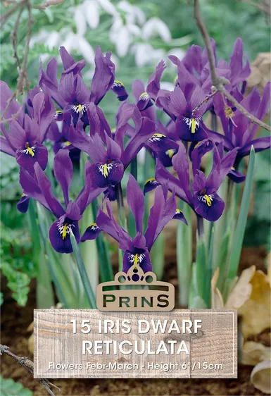 Iris reticulata