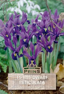 Iris reticulata