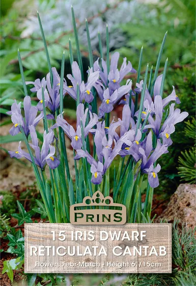 Iris reticulata Cantab
