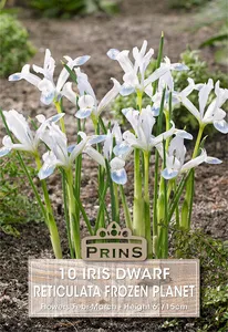 Iris reticulata Frozen Planet