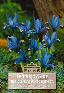 Iris reticulata Gordon