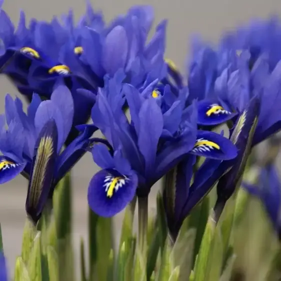 Iris reticulata 'Harmony' 9cm