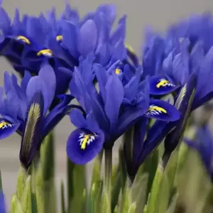 Iris reticulata 'Harmony' 6 Pack
