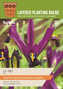 Iris reticulata J.S. Dijt