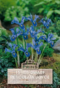 Iris reticulata Joyce