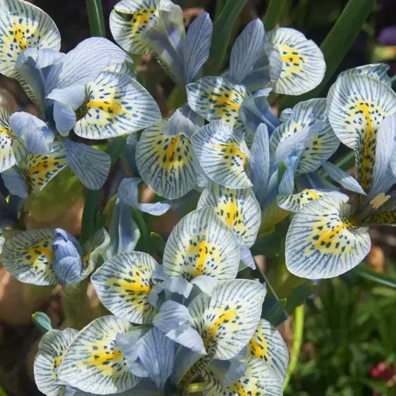 Iris reticulata 'Katharine Hodgkin' 9cm