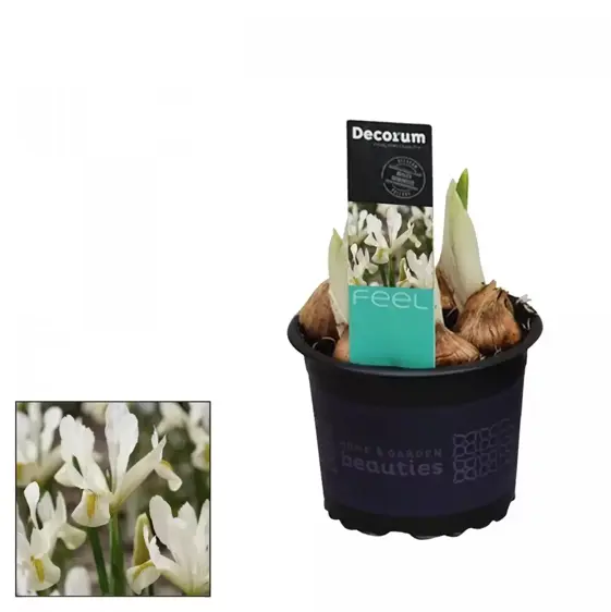 Iris reticulata 'Katharine's Gold' - image 2